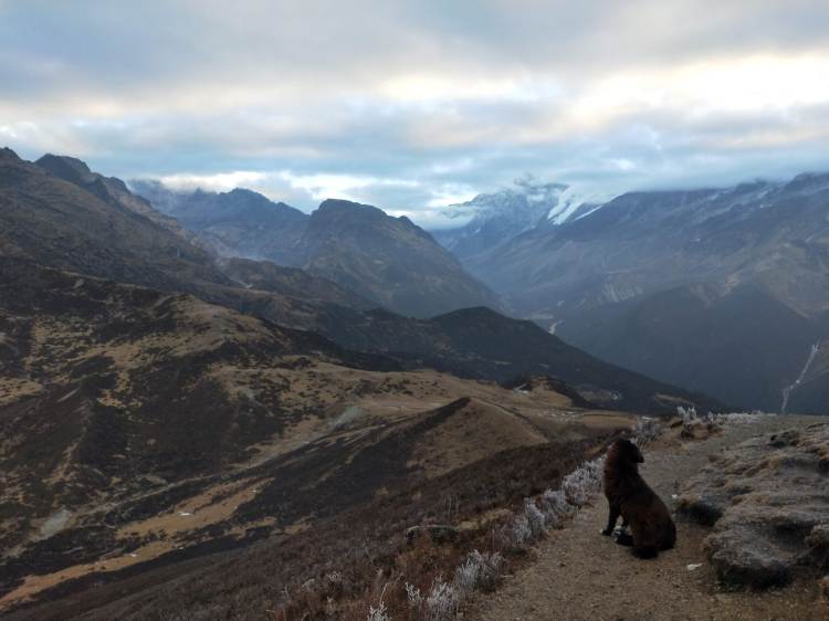 A Slippery Way Down: Dzongri Diaries